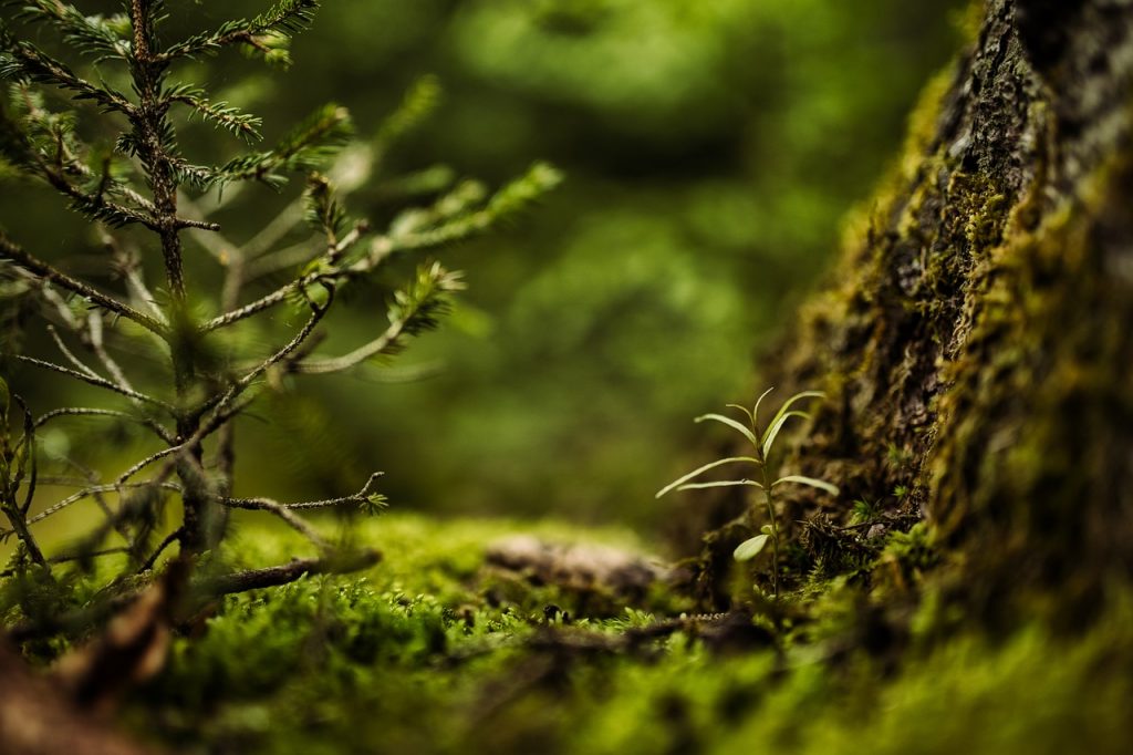 moss, forest, nature-6649862.jpg